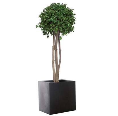 CROWN PITOSPORUM