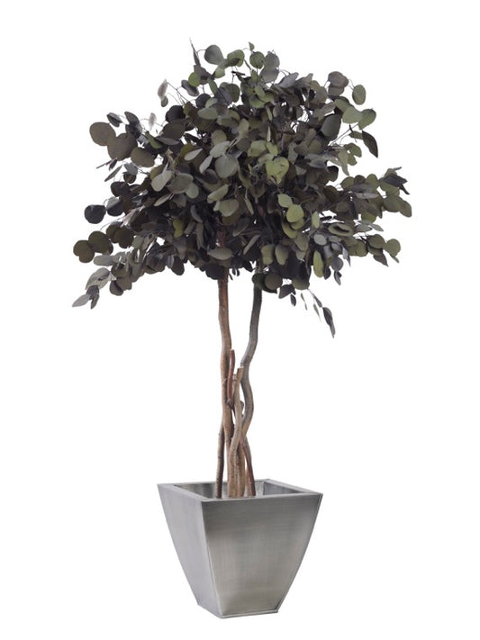 CROWN POPULUS