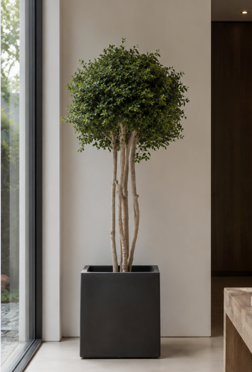CROWN PITOSPORUM
