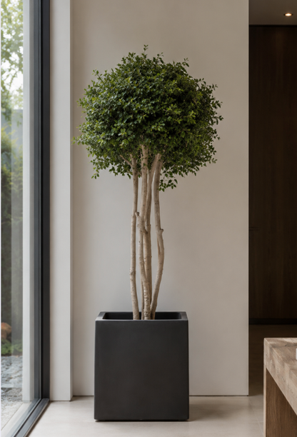 CROWN PITOSPORUM