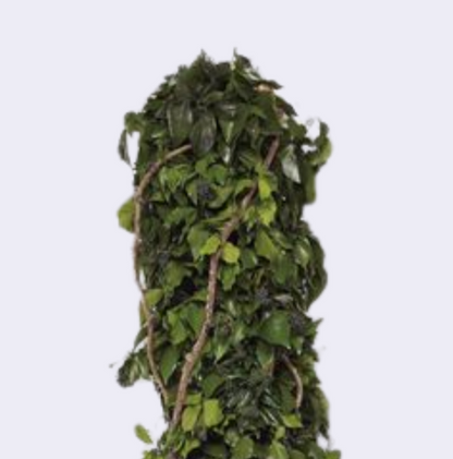 TOTEM HEDERA