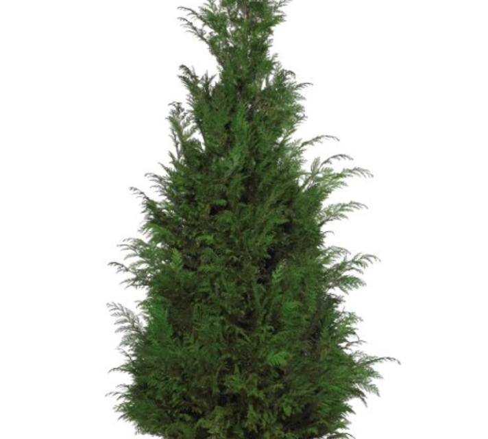 CONIFER STARDUST