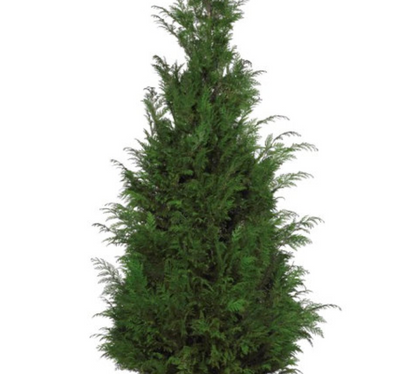 CONIFER STARDUST