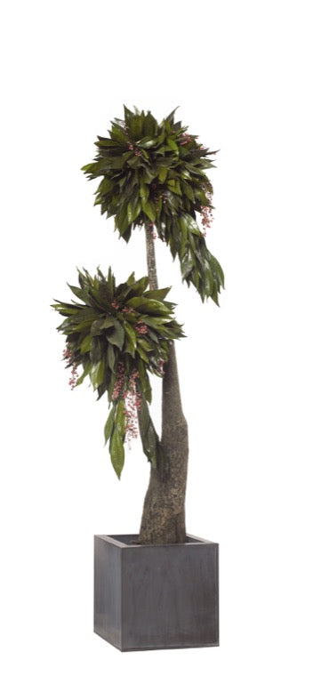BONSAI JUMBO COCOLUS