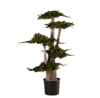 BONSAI JUMBO JUNIPERUS
