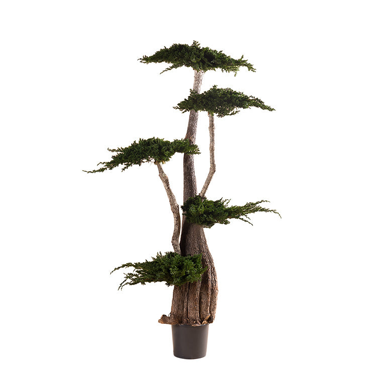 BONSAI JUMBO JUNIPERUS