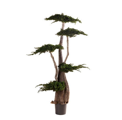 BONSAI JUMBO JUNIPERUS