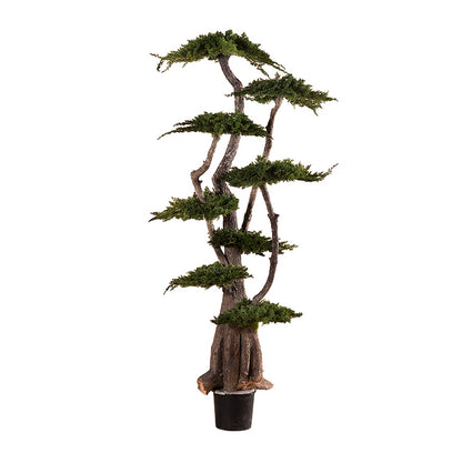 BONSAI JUMBO JUNIPERUS