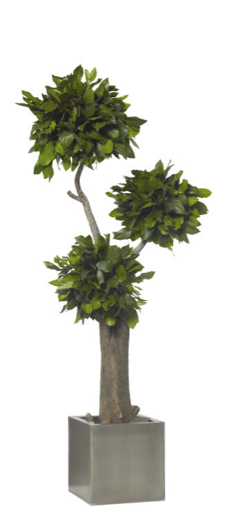 BONSAI JUMBO SALAL