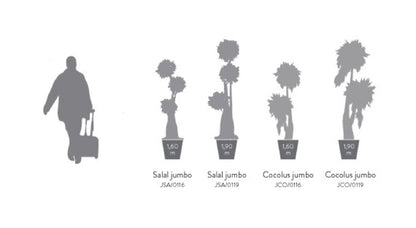 BONSAI JUMBO SALAL