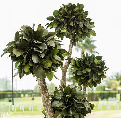 BONSAI JUMBO SALAL