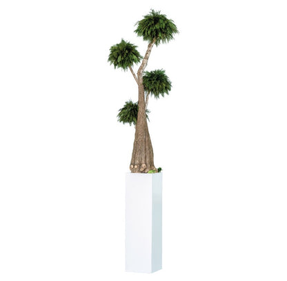 BONSAI JUMBO THUJA