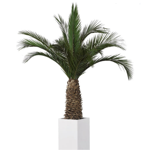 PALMERA PHOENIX AGAVE