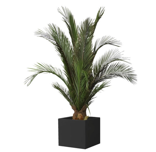 KIT PALMERA PHOENIX BASE