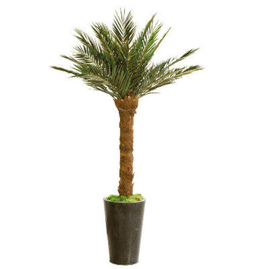 KIT PALMERA PHOENIX ARBOL