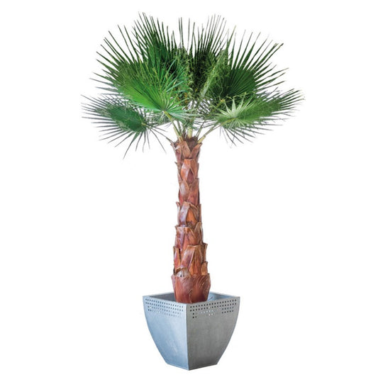 PALMERA WASHINGTONIA