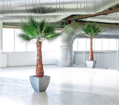 PALMERA WASHINGTONIA