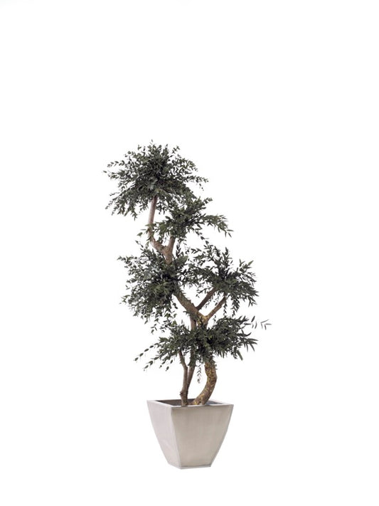 PARVIFOLIA MULTIBOLA