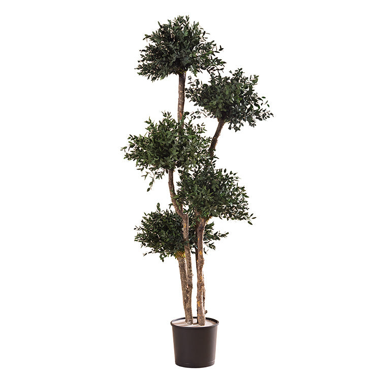 PITOSPORUM MULTIBOLA