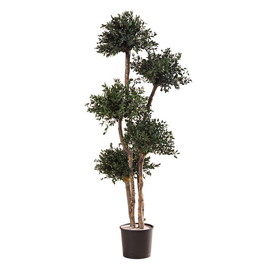 PITOSPORUM MULTIBOLA