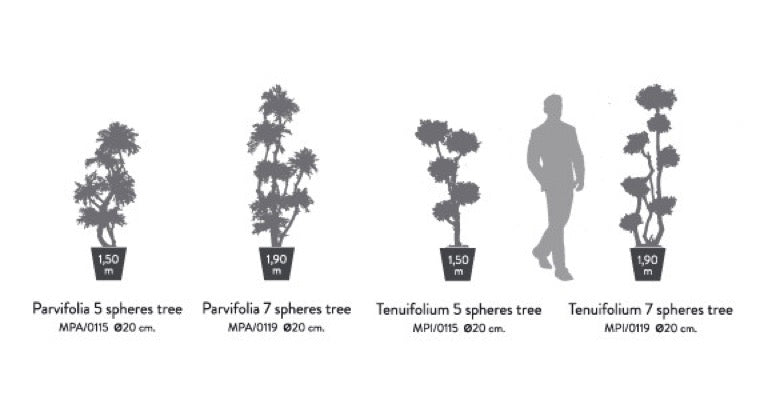 PITOSPORUM MULTIBOLA
