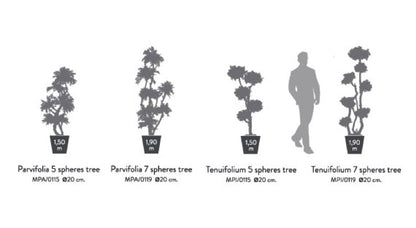 PITOSPORUM MULTIBOLA