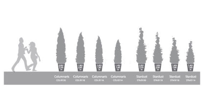 CONIFER STARDUST