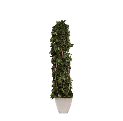 TOTEM HEDERA