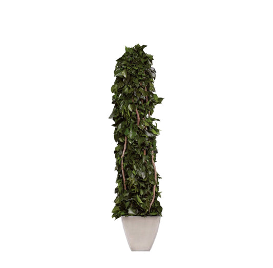 TOTEM HEDERA