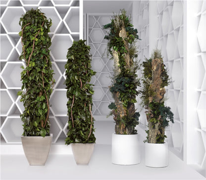 TOTEM HEDERA