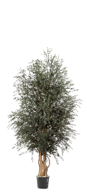 WIDE PARVIFOLIA