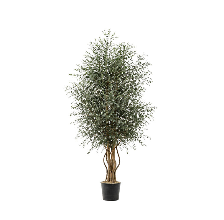 WIDE PARVIFOLIA