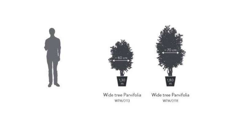 WIDE PARVIFOLIA