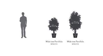 WIDE PARVIFOLIA