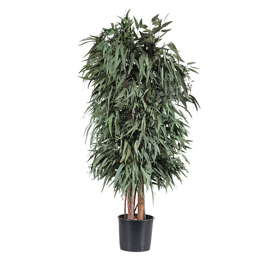 WIDE PENDULA