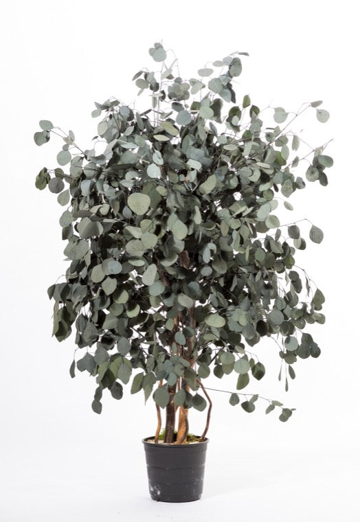 WIDE POPULUS