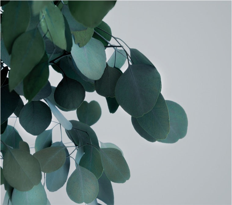 WIDE POPULUS
