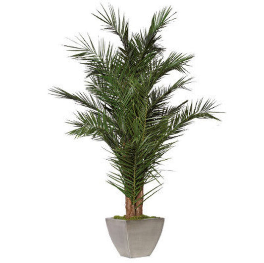 PALMERA PHOENIX YURUGUANO