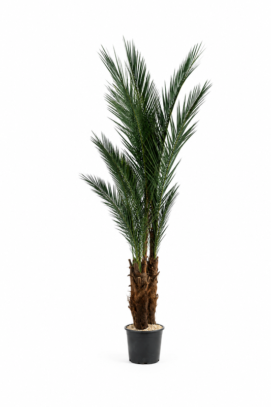PALMERA PHOENIX TRIPLE KIT