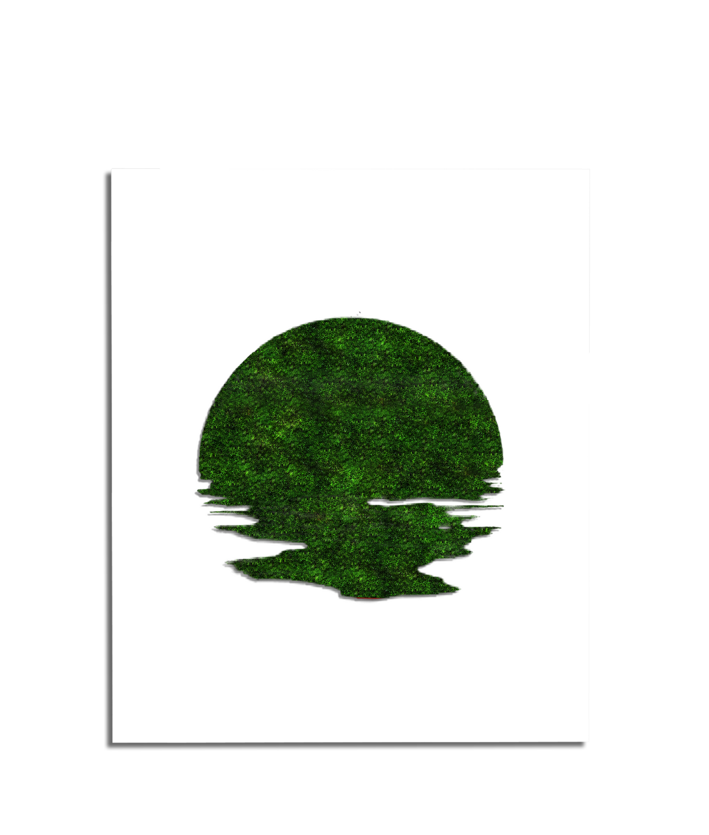 SUN MOSS