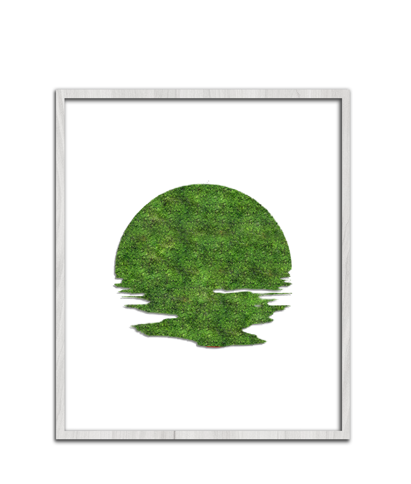 SUN MOSS
