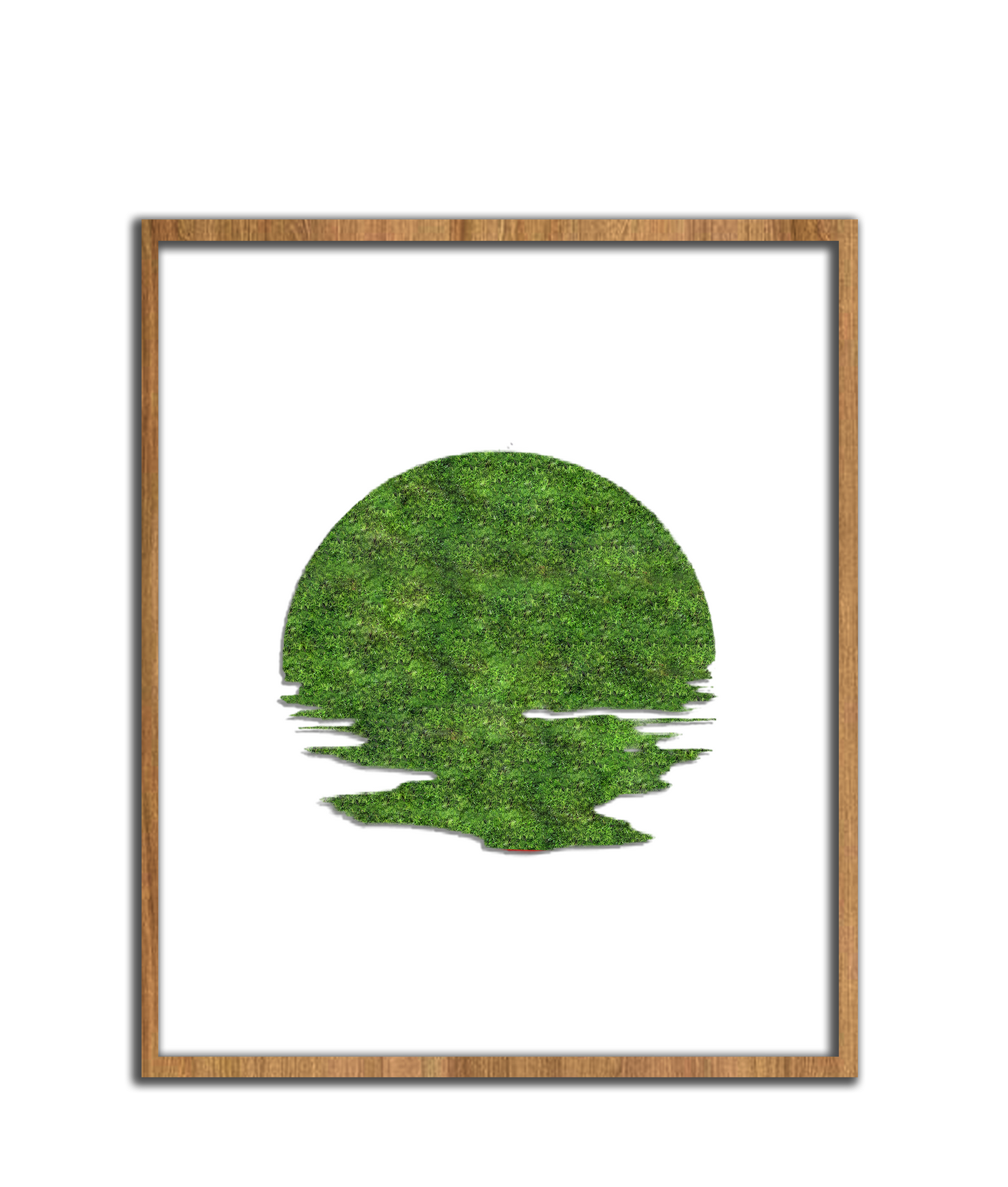 SUN MOSS