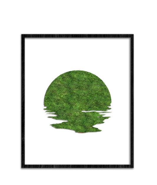 SUN MOSS