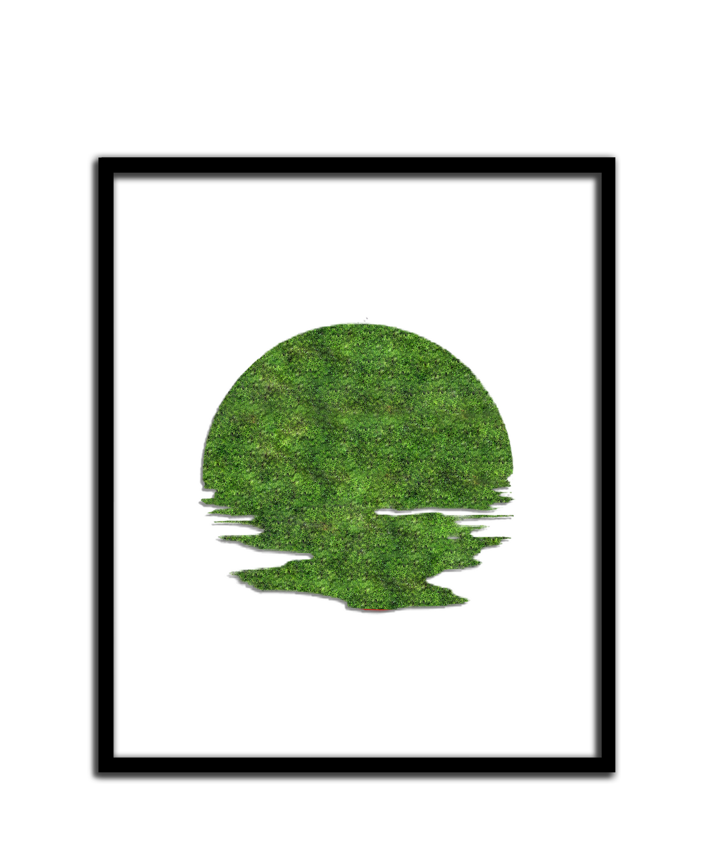 SUN MOSS