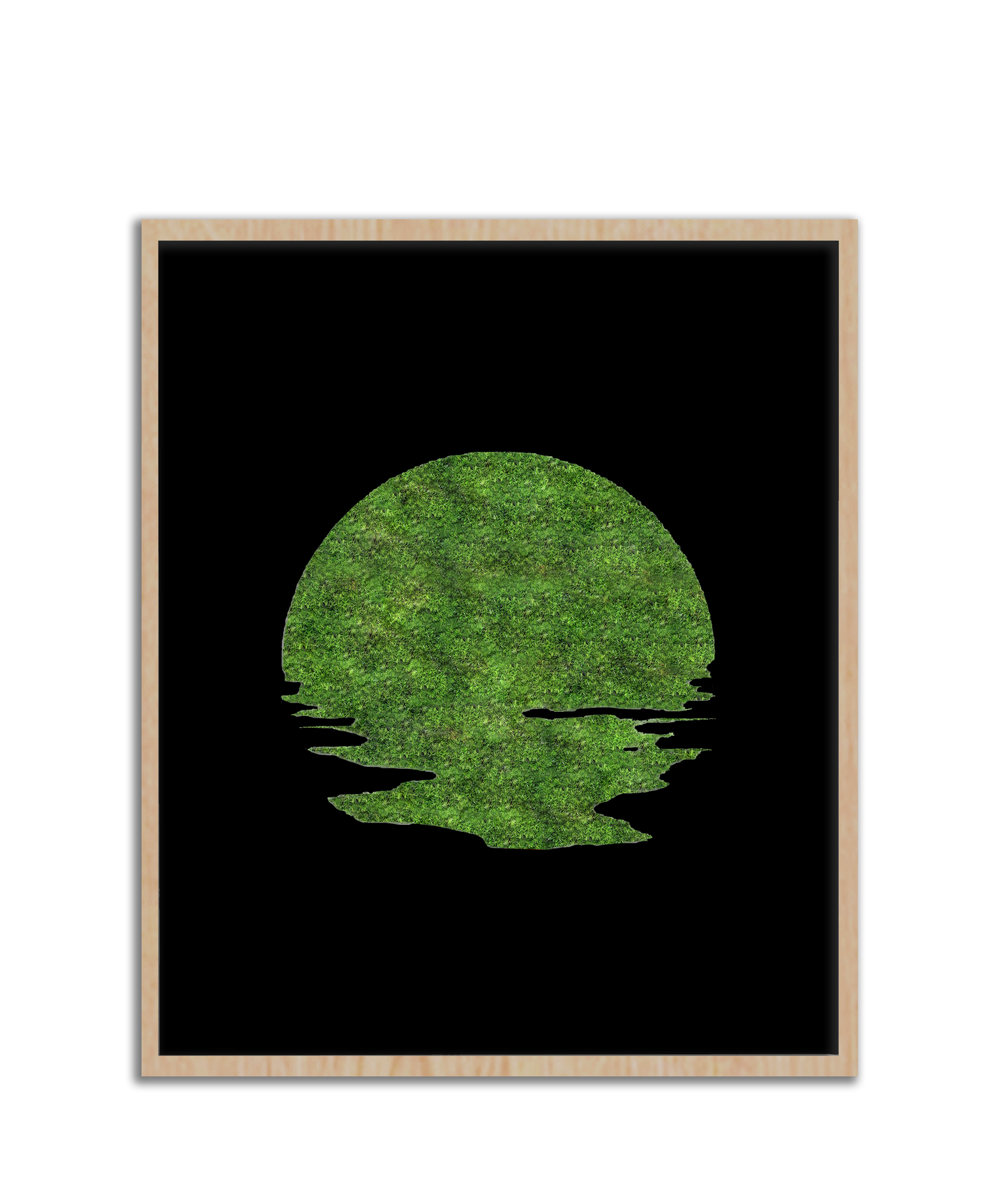 SUN MOSS