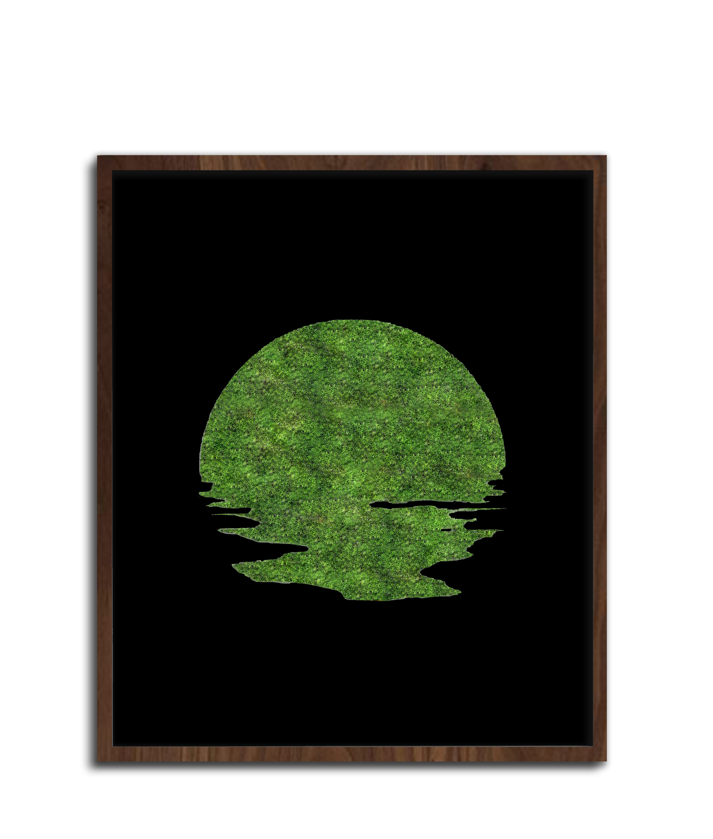 SUN MOSS