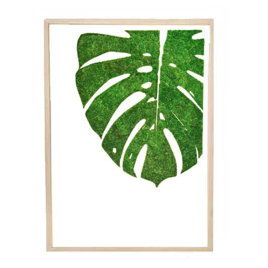 MONSTERA DELICIOSA LEAF